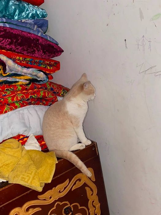 Котята и мамочка