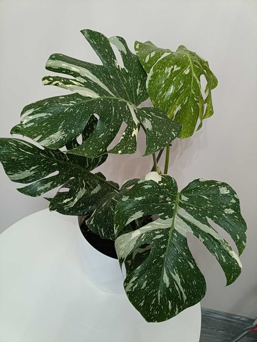 Filodendron premium în degrade