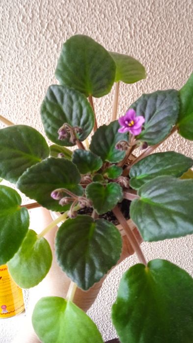 Продам цветущие фиалки