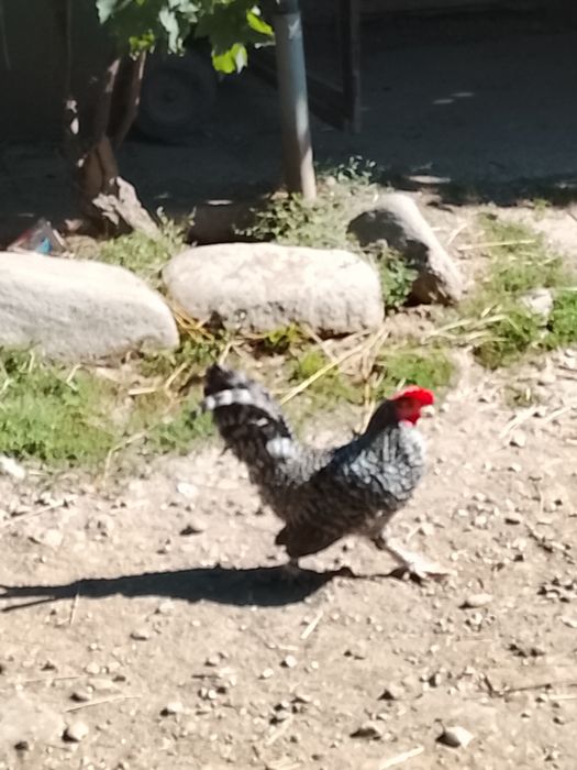 Cocoșei pitici tineri