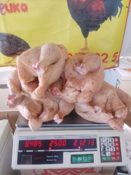 Курочки домашние бройлер молодой