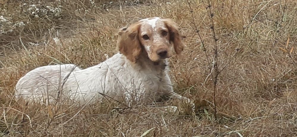 Продам охотничий шенки