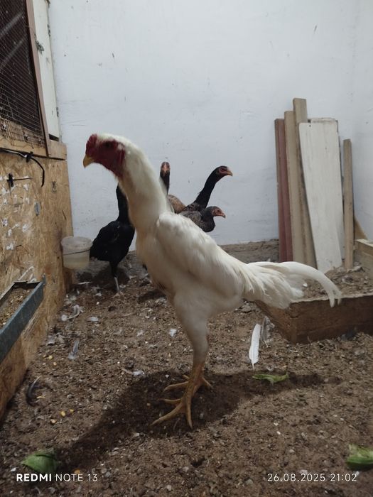 Продам дакан мартовский