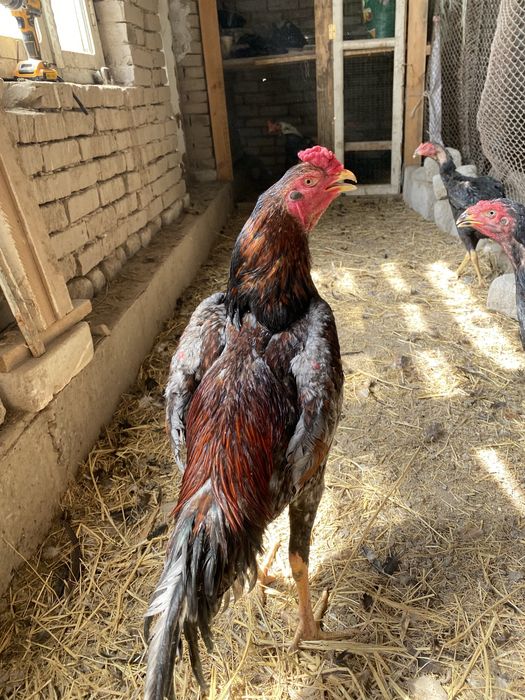 Dakan txumlari 100% toza zotlar