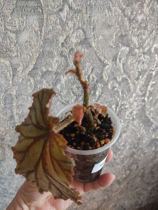 комнатные сортовые цветы