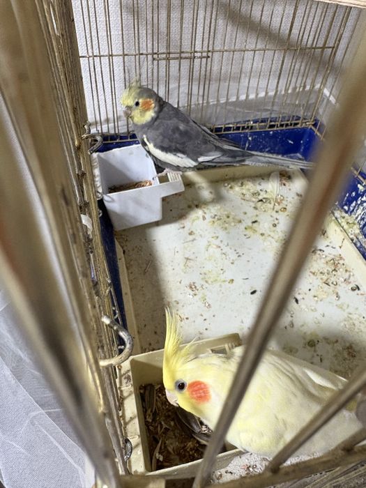 Два попугая с клеткой