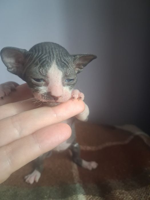 Бронь котят канадские сфинксы