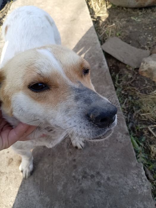 Отдам собачку в надёжные руки