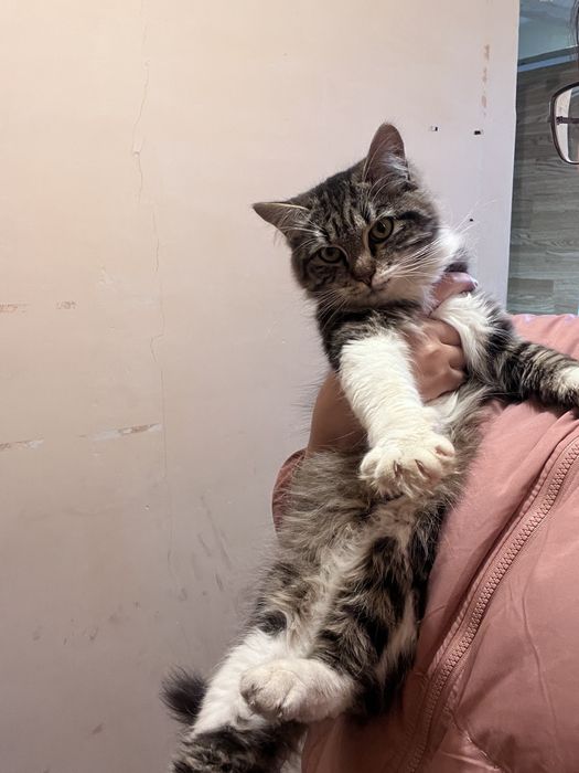Кот мальчик 8 месяцев