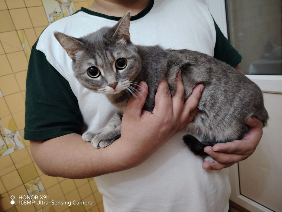 британская кошка