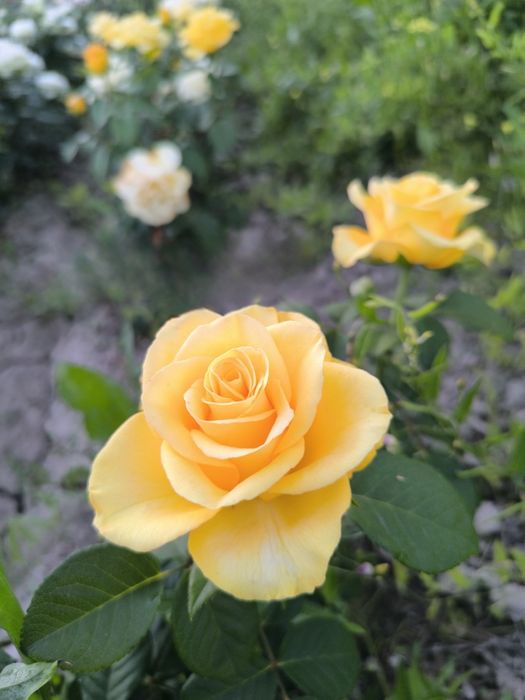 Atirgullar sotiladi tomiri oʻq tomir emas  nozik emas yaxshi boʻlgan