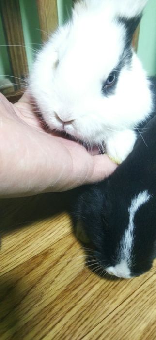 Quyon bollari sotiladi