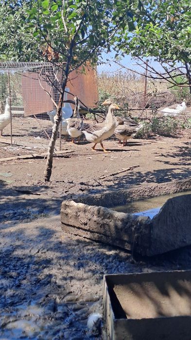 Молодые гуси и петрушки