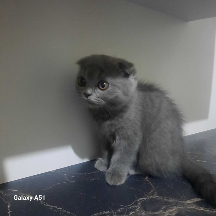 Мушук флоид сотилади