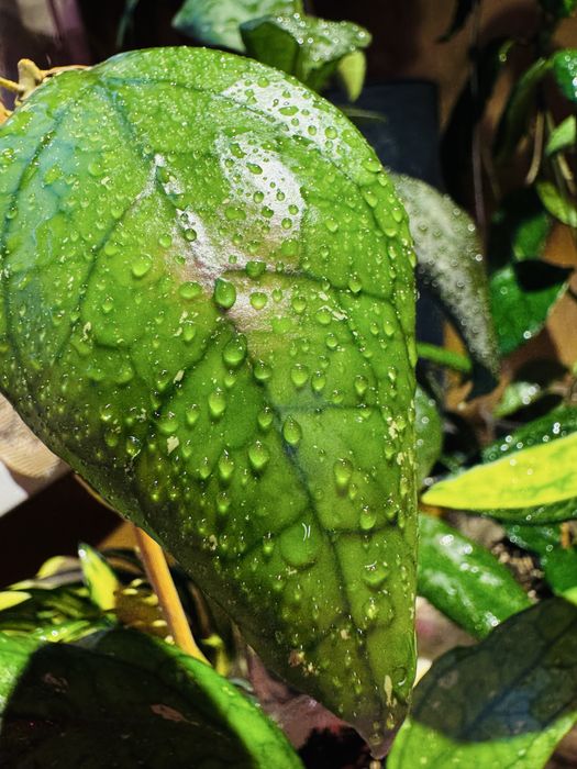 Хойя (укорененные, на срез)