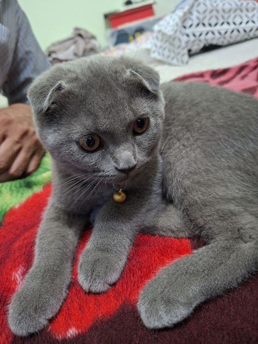Продаётся чистокровный котёнок