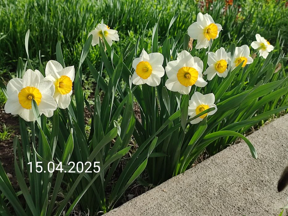 Крупно корончатые нарциссы. Луковицы