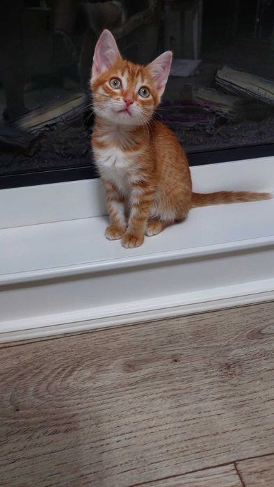 Отдам котенка в добрые руки