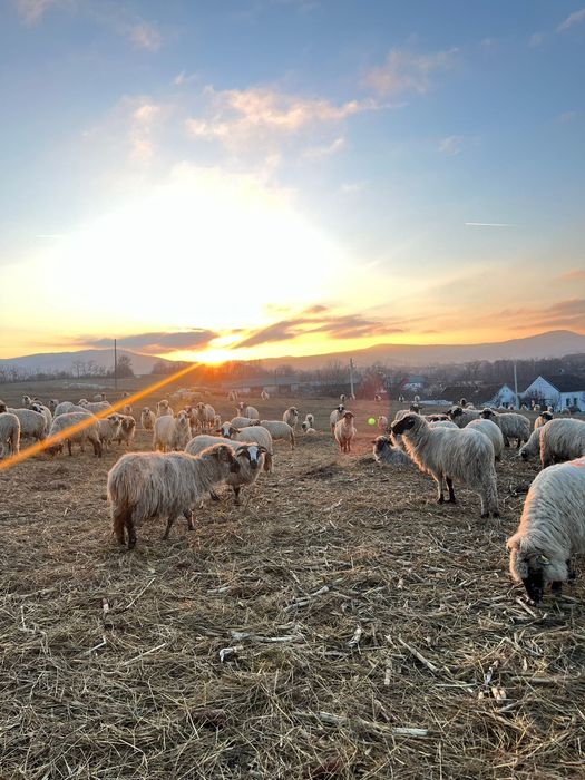 Vând oi miele berbeci