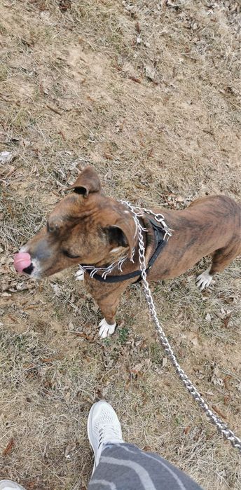 Caine rasa Amstaff