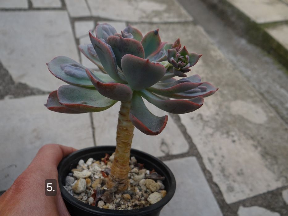 Сукуленти Echeveria различни видове