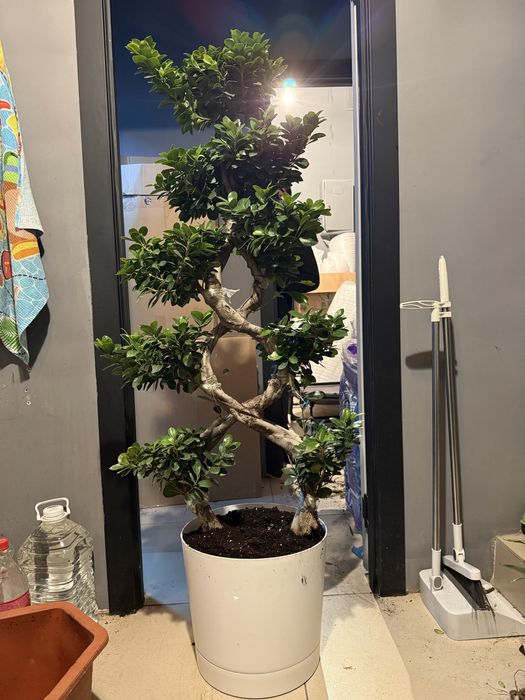 Дерево миллионера Бонсай