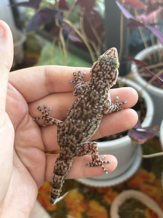 Толстопалый геккон Биброна