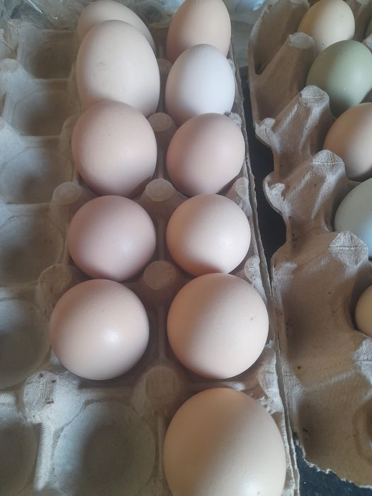 Oua de gaina de casa proaspete bio organice 100 %