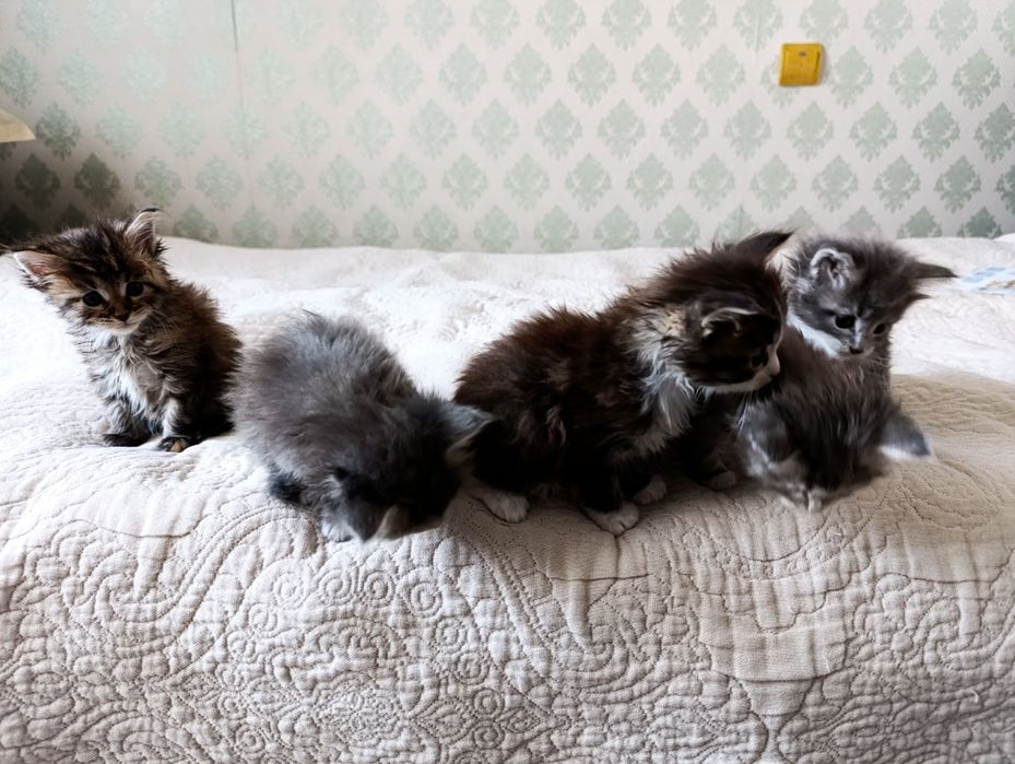 Котята 1 месяц ( 2 девочки, 1 мальчик )