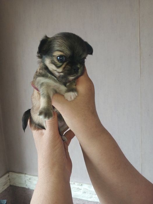 Мальчики и девочка чихуахуа