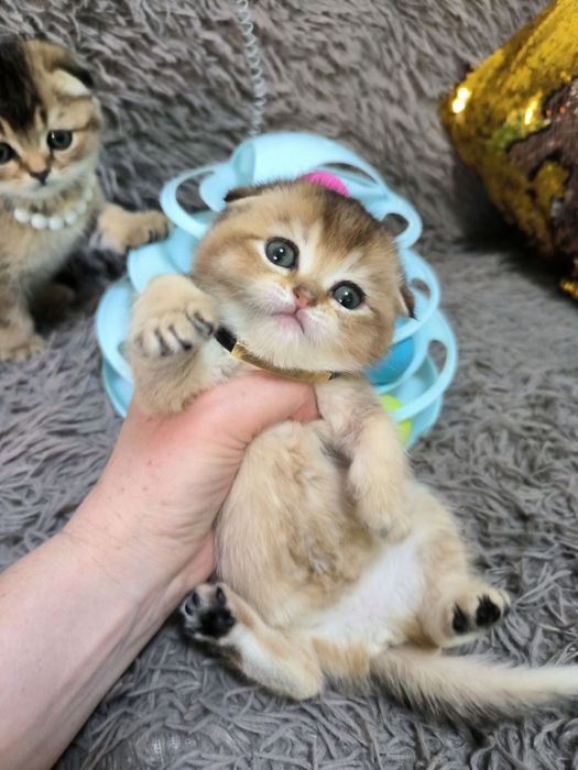Чистокровные мимишки