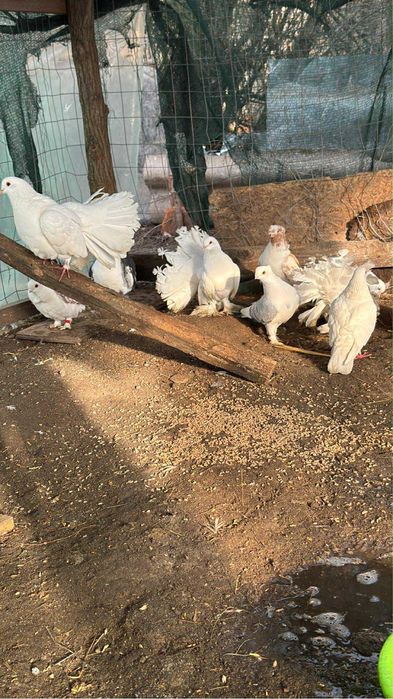 Porumbei ornament Olt