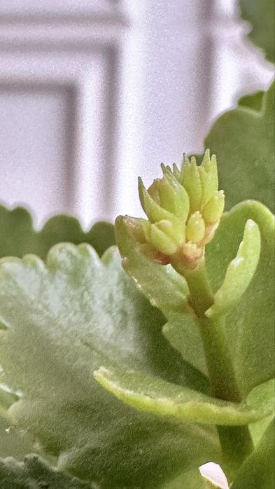 Каланхоэ (каланхое)