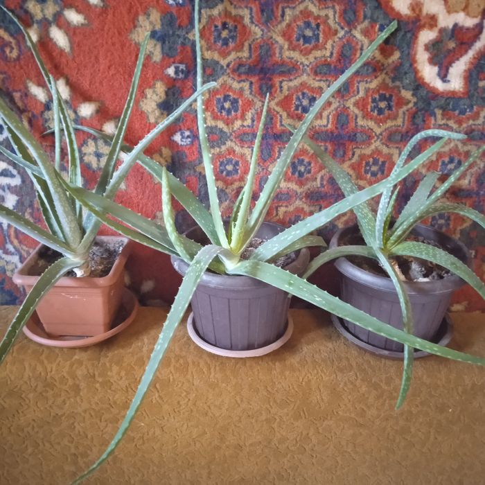 Алое Вера 3 года