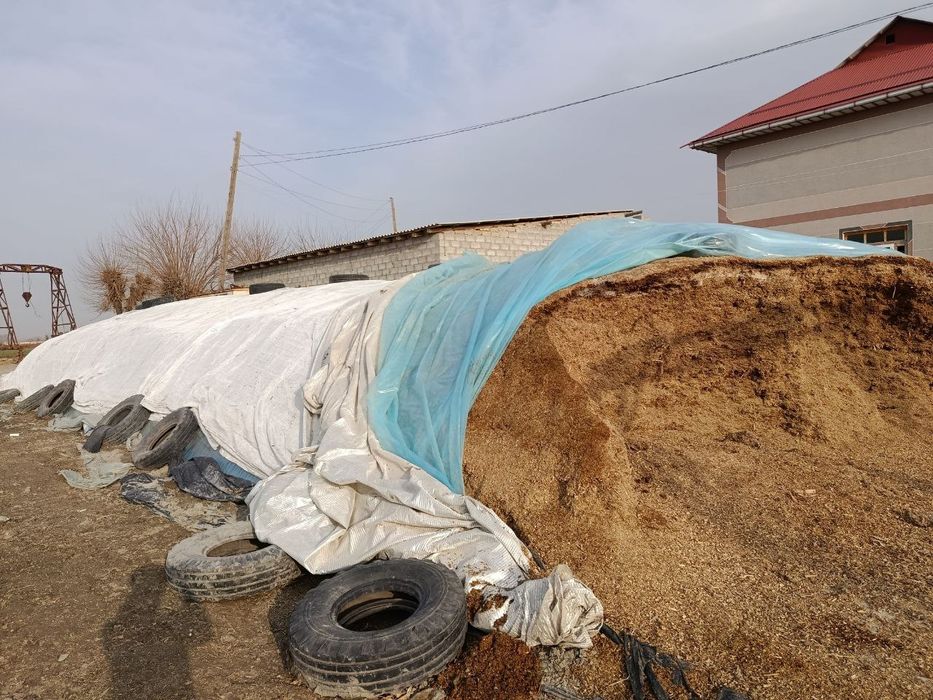 Makkayi selos doni bilan o'rilgan.