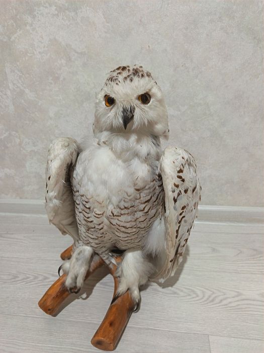 Продам чучела совы