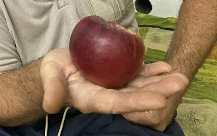 Продам яблони. Яблоки крупные.