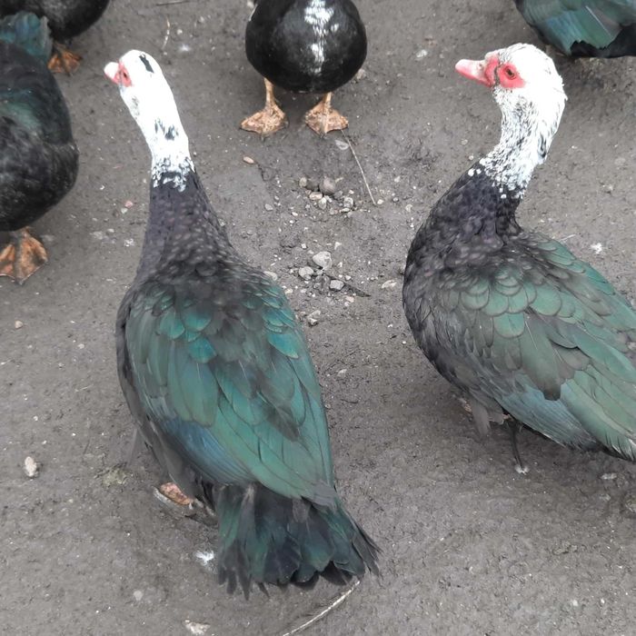 Rațe mute (rățoi)