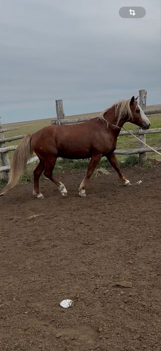 Айғыр сатылады 7 жасар