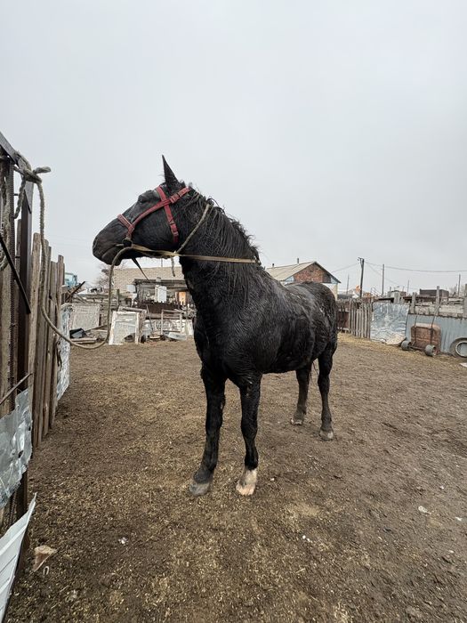 Айғыр сатылады міңгі