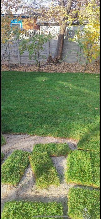 Стелим газон с нуля