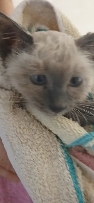 Siam mushugi original