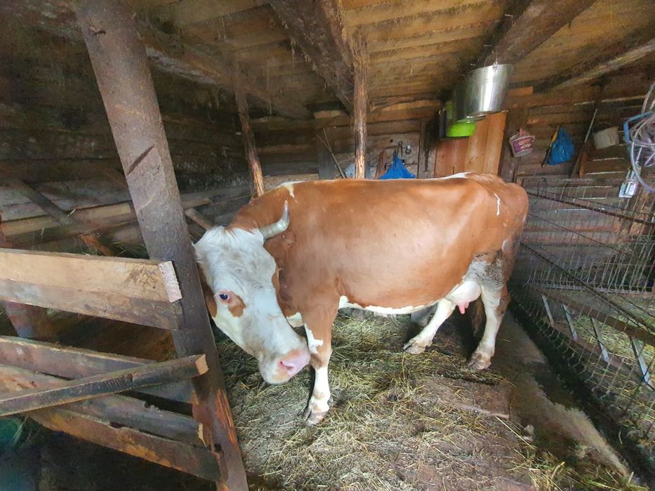Baltata romaneasca