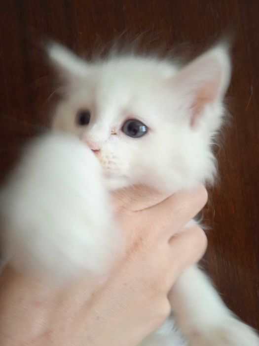 Белая голубоглазая девочка турецкой ангоры, 2 месяца.