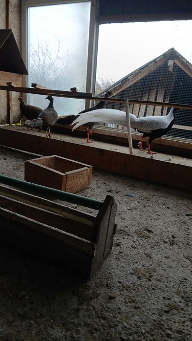 Fazani diferite rase