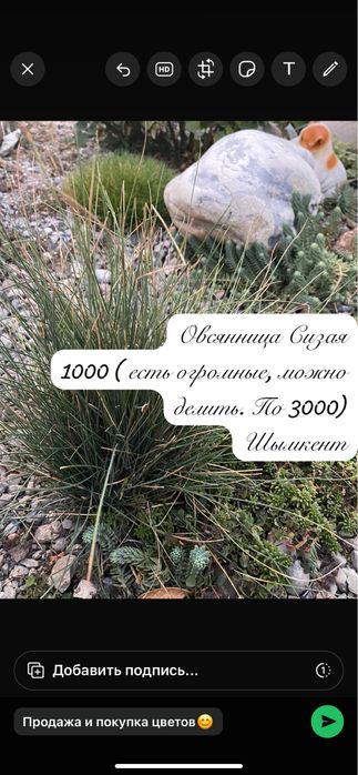 Декоративные злаки.(делянки)