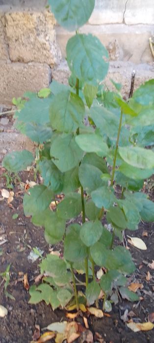 Продам саженцы сливы