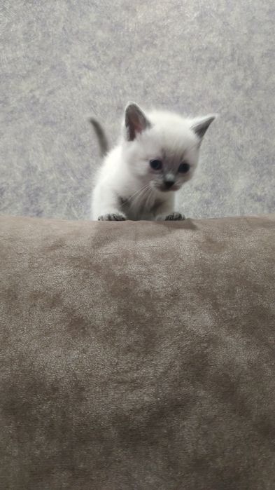 Котята скотиш страйт