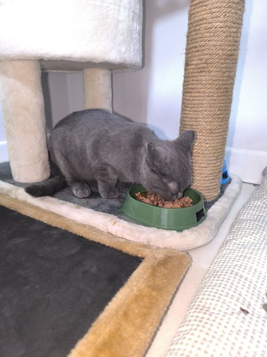 Британский кот отдам в добрые руки