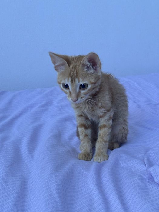 Котенок в добрые руки